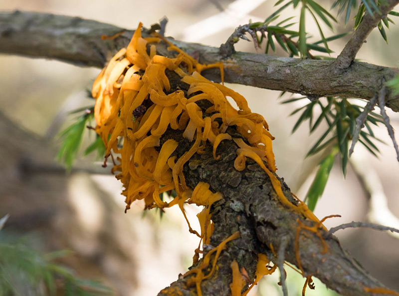 Aiuto identificazione - secondo tentativo...